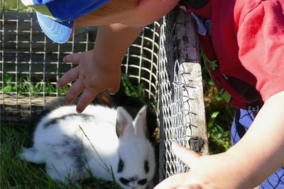 Wer wollte, konnte die Kaninchen auch streicheln.