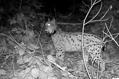 Luchsweibchen Alva, aufgenommen von der Wildkamera.