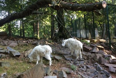 Die beiden Schneeziegen haben ihr Gehege im Chemnitzer Tierpark bezogen.