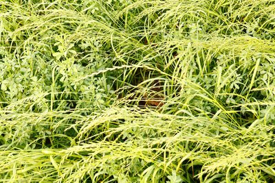 Das Rehkitz im Gras findet man nur, wenn man weiß, wo es ist.