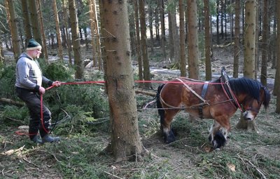 Lukas Meinhold transportiert mit einem Kaltblüter Holz vom Hang am Wiesenweg. 