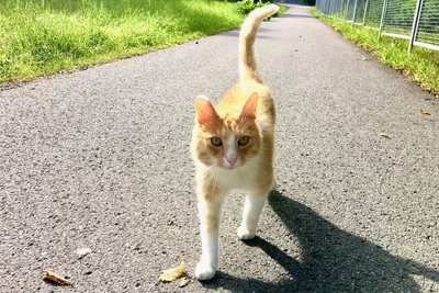 Die Katze vom Fuchsmühlenweg in Freiberg.