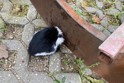 Die Feuerwehr Döbeln rettete in dieser Woche den jungen Kater Scoty bei einem Einsatz an der Richard-Köberlin-Straße in Döbeln aus einer misslichen Situation.