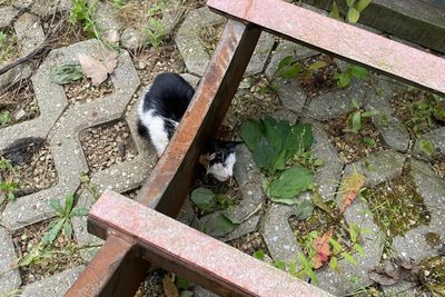 Diesen eingeklemmten Kater rettete die Feuerwehr Döbeln.