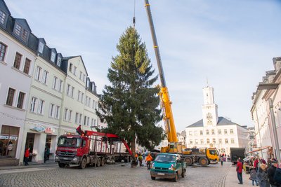 Bei dem Baum handelt es sich um eine 20 Meter hohe Fichte.