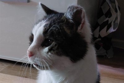 Der blinde und taube Kater Michel wird vom Freiberger Tierheim vermittelt.