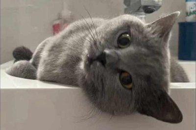 Rassekatze Polly wurde in Mulda im Juli tagelang gesucht.