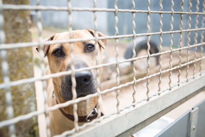 Viele Tierheime in Deutschland sind auf Spenden angewiesen, um die Tiere zu versorgen.