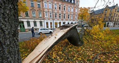 Ein durch den Sturm in der vergangenen Woche vom Stamm abgelöster Teil eines Ahornbaums an der Augustusburger Straße in Gablenz. Bilder wie dieses bieten sich derzeit im gesamten Stadtgebiet. Mehrere trockene Jahre in Folge haben vielen Bäumen zugesetzt; eine Reihe von Fällungen steht an. 