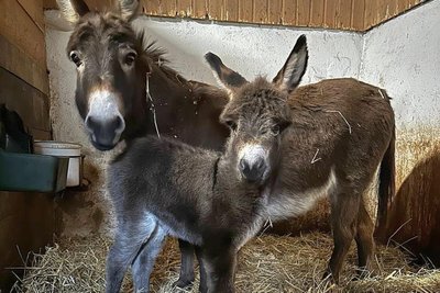 Im Auer Zoo der Minis gibt es süßen Nachwuchs bei den Eseln.