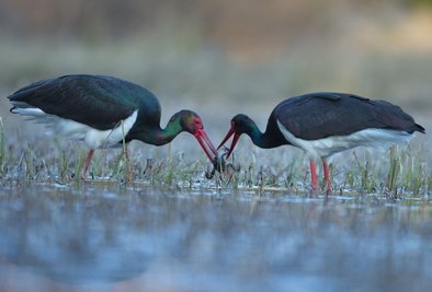 Selten machen sich zwei Exemplare gleichzeitig auf zur Jagd. Normalerweise bleibt ein Vogel beim Nachwuchs im Horst. 