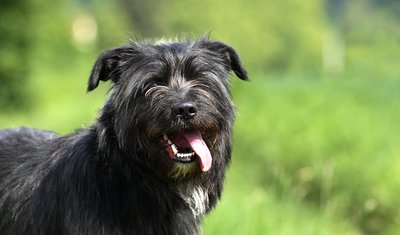 Jacky wurde in der Nacht zum Donnerstag aus dem Tierheim Chemnitz gestohlen.