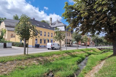 Bäume entlang der Wernesgrüner Straße wurden angepflanzt - sie werden finanziell gefördert.