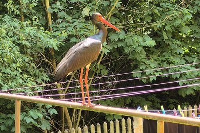 Ein seltener Schwarzstorch hat es sich auf einer Wäschespinne in einem Weischlitzer Garten gemütlich gemacht.