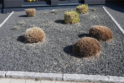 Ein paar Pflanzen und ganz viel Kies: Dem Modetrend zu solchen Schottergärten, die es in Chemnitz bisher nur vereinzelt gibt, möchte die Stadtverwaltung nicht tatenlos zusehen. Sie plant eine Verordnung dagegen.