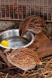 Wachteln sind ebenfalls im Tierheim eingezogen.