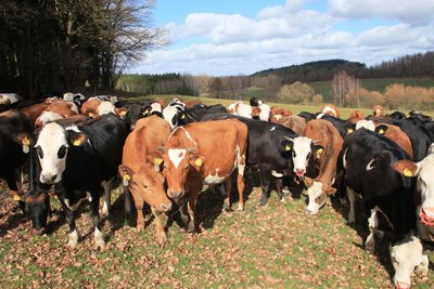 Die jungen Kühe des Milchgutes Triebtal sind schon auf der Weide.