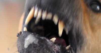 Hunde können gefährlich werden: In öffentlichen Bereichen ist von den Behörden Leinenzwang verfügt worden. 