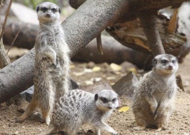 Auch für die bei vielen Besuchern des Chemnitzer Tierparks beliebten Erdmännchen sieht der Masterplan eine neue Anlage vor.