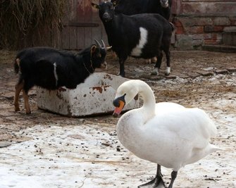 Schwan
