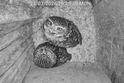 Skeptisch schaut das Käuzchen in die Kamera in seiner Nisthöhle.