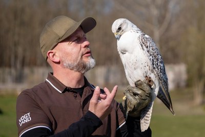 Falkner Hans-Peter Herrmann mit Gerfalke Runa.