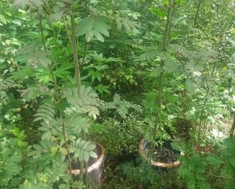 Die im Zeisigwald gefundenen Kübel mit den Hanfpflanzen.