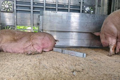 Lose Teile in einem der kontrollierten Tiertransporter.