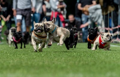 Möpse rennen in Wernau während der Süddeutschen Mops- und Bulldoggenrennen eine 50 Meter Bahn entlang.