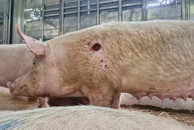 Ein bei der Kontrolle entdecktes verletztes Schwein.