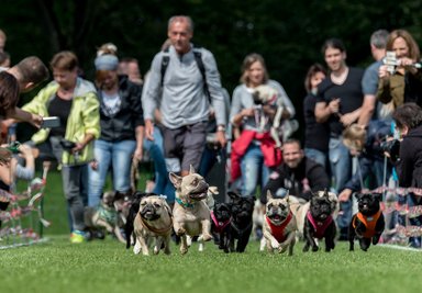 Möpse rennen in Wernau während der Süddeutschen Mops- und Bulldoggenrennen eine 50 Meter Bahn entlang.