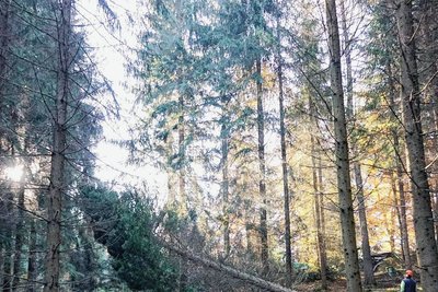 Im Oktober 2021 erfolgte das Freischneiden des historischen Areals.