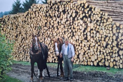 Jürgen Richter mit seinen Pferden bei der Arbeit in der Bastei (2002).