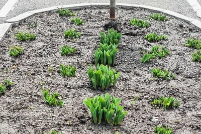 Schillerstraße: Die Pflanzen wurden samt Zwiebeln ausgegraben.