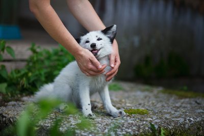 Zum Haustier gemacht: ein gezähmter Fuchs auf dem Gelände einer Fuchs-Farm nahe Akademgorodok in Russland.