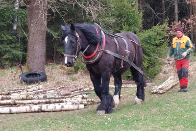Der Erzgebirger Jürgen Richter bei der Arbeit im Wald. Zu DDR-Zeiten prägten Pferdegespanne noch das Ortsbild. In Gahlenz gab es rund zwei Dutzend Höfe, die mit Pferden arbeiteten.