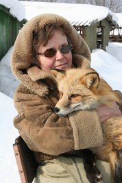 Ludmilla Trut mit einem domestizierten Fuchs. Sie hält das vor 60 Jahren gestartete Zuchtprojekt am Laufen.