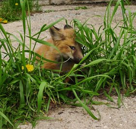 Die Tiere haben großzügige Auslaufgehege.