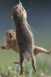Das Erfolgsbild der Nagetiere: zwei Ziesel in Aktion. 