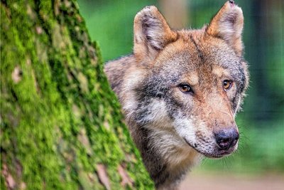 Dass Wölfe durch den Vogtlandwald durchgezogen sind, ist mehrfach belegt. Aber ist ein Rudel dort auch sesshaft geworden? Bisher kennt man Wölfe nur aus Zoos und Wildparks, wie unser Foto zeigt.