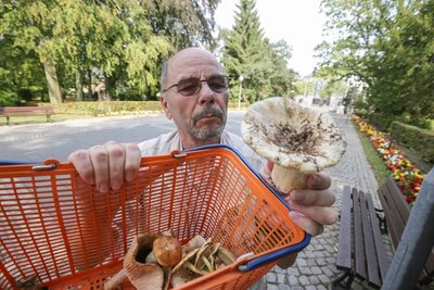 Magere Ausbeute: Pilzsammler Wolfgang Lißner zeigt die nach dreistündiger Suche gefundenen Exemplare. In der Ausstellung am Wochenende gibt es aber mehr von den Waldfrüchten zu sehen.