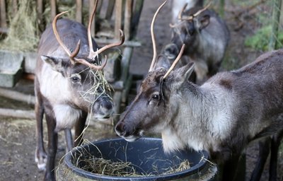 Die Rentiere im Natur- und Wildpark Waschleithe probieren die neuesten Heufrisuren aus.