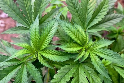 Mehr Geld für den Bahnverkehr, eine Erhöhung des Mindestlohns, Digitalisierung, Verlängerung der Mietpreisbremse und eine kontrollierte Abgabe von Cannabis an Erwachsene - unter anderem auf diese Eckpunkte haben sich die Parteien der künftigen Bundesregierung geeinigt. 