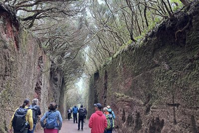 Instagram-Hotspot: ein Dach aus Lorbeerbäumen, das Touristen wie durch einen Tunnel wandern lässt. Foto: Katrin Saft