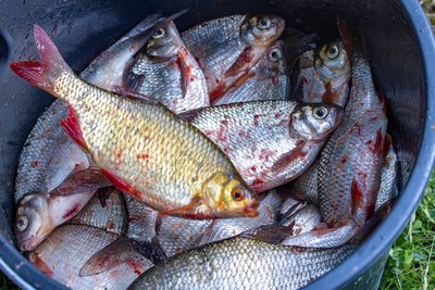 Fischdiebe haben in Burgstädt zugeschlagen.