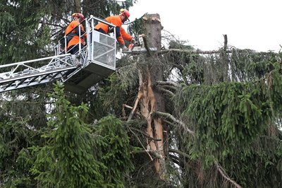 In Wüstenbrand ist am Dienstag ein Blitz in eine Fichte eingeschlagen. 