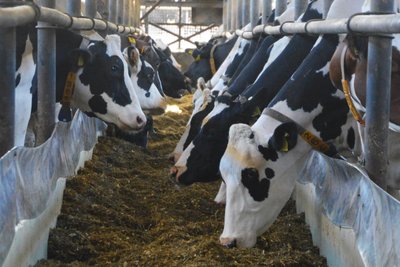 Die Milchleistung und -qualität hängt auch von der richtigen Fütterung ab.