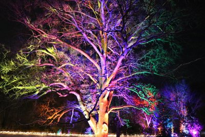 Angestrahlte Bäume wie hier beim Christmas Garden in Markkleeberg sind für Elisa Zwinzscher auch im Schlosspark Wechselburg denkbar.