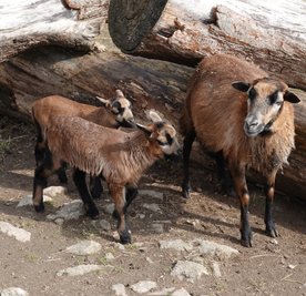 Die jungen Kamerunschafe bleiben noch eine ganze Weile bei ihren Müttern. Später werden die Tiere jedoch verkauft.
