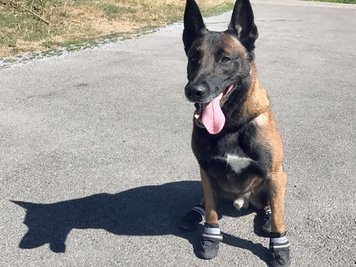 Ein Polizeihund trägt "Schuhe" zum Hitze-Schutz. Die Spezialisten des Diensthunde-Kompetenz-Zentrums haben während ihrer aktuellen Patrouillen die Hundehalter im Blick und weisen sie auf die hohen Asphalttemperaturen hin.